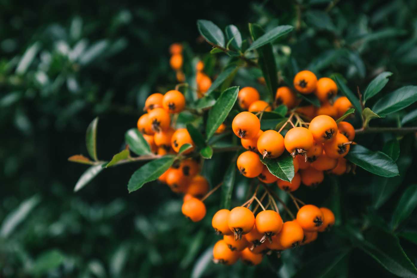 Orange berries on a bush